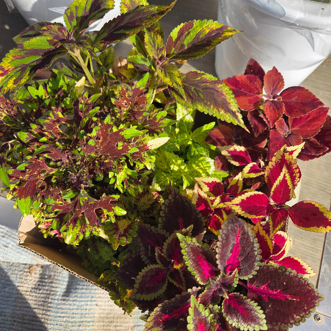 안녕두구동 콜레우스 코레우스 코리우스 8개입(포트지름10cm)화려한잎