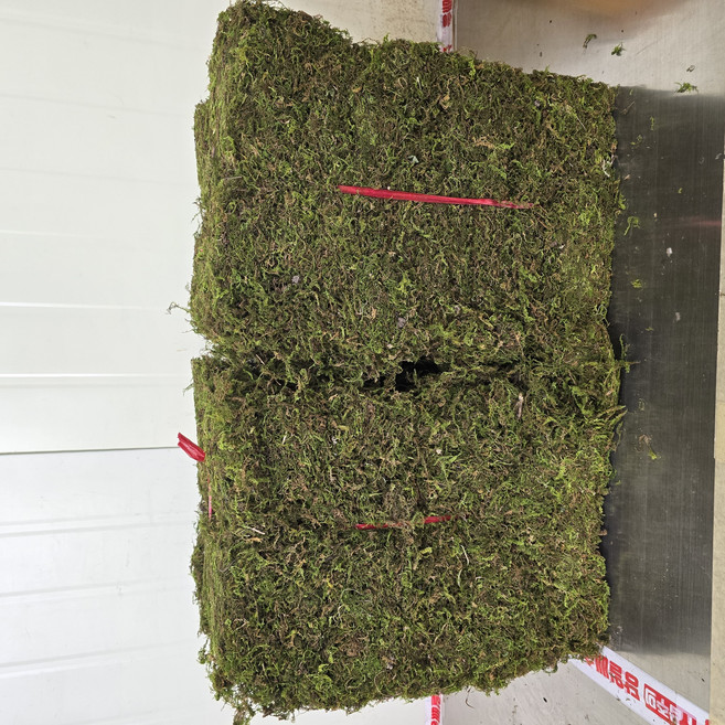 자연산 건조 생이끼 4.8kg 인삼 새씩삼 산삼 더덕 포장 화분장식 테라리움 분재 분경 석 목부작 원예용 정원조경 인테리어, 1개