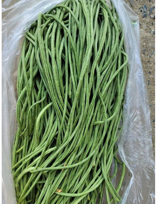 (차씨네숍)줄콩 동남아시아채소 생줄콩 롱빈 껍질콩 초록줄콩, 줄콩 1kg×1개