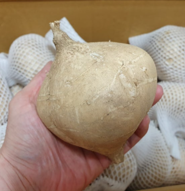 얌빈 히카마 멕시코감자 국내산 무농약 히카마 5kg 10kg, 1개