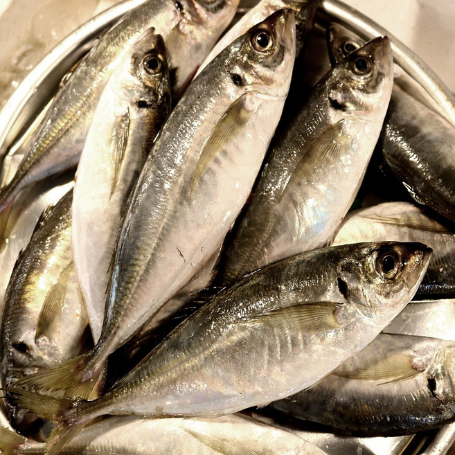 통영 정치망 전갱이 소 5kg 구이용 40마리 전후 식당용 벌크, 1개, 전갱이 구이용 소 5kg (40마리전후)