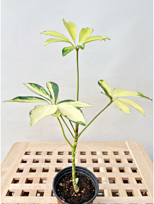 플로어가든 칼라홍콩야자 소품 실내음지 공기정화식물 화초 반려식물 20x10, 1개