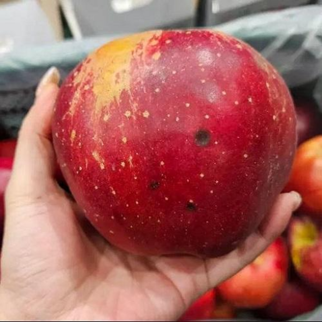 마음을파는청년 가정용 피치애플 경북 엔부사과, 1박스, 2kg 중과(M)