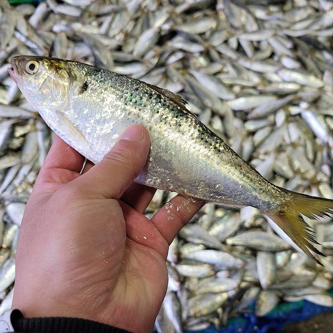통영 전어 생물 전어 회 냉동전어 횟감전어 활전어 햇 전어 구이 여름전어 가을전어, 1개, 1kg 8-12미 구이용 냉동