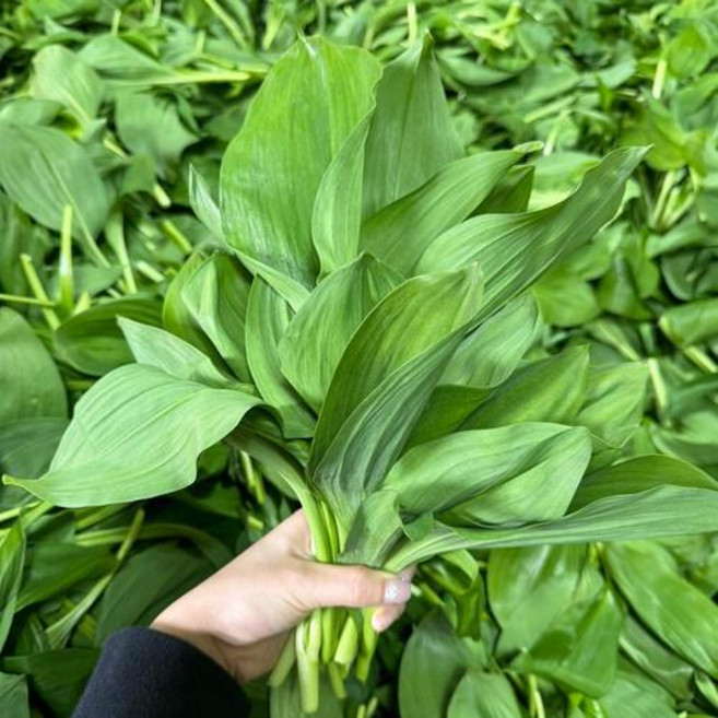 [산지 첫출하] 강원도 고랭이 생명이나물 명이나물 산마늘 대명이, 500g, 1개