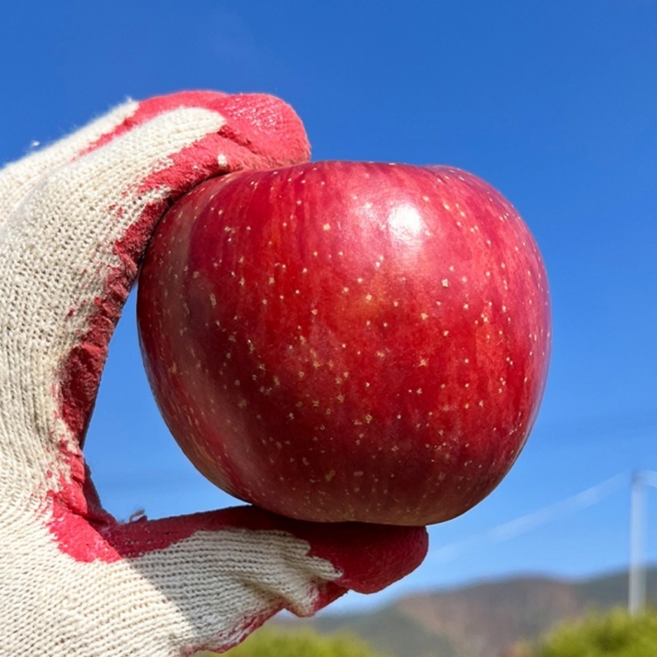돌쇠네 GAP 인증 유황 먹여 키운 달콤한 청송 후브락스 부사사과, 1개, [꼬마과] 3kg (16~20과)