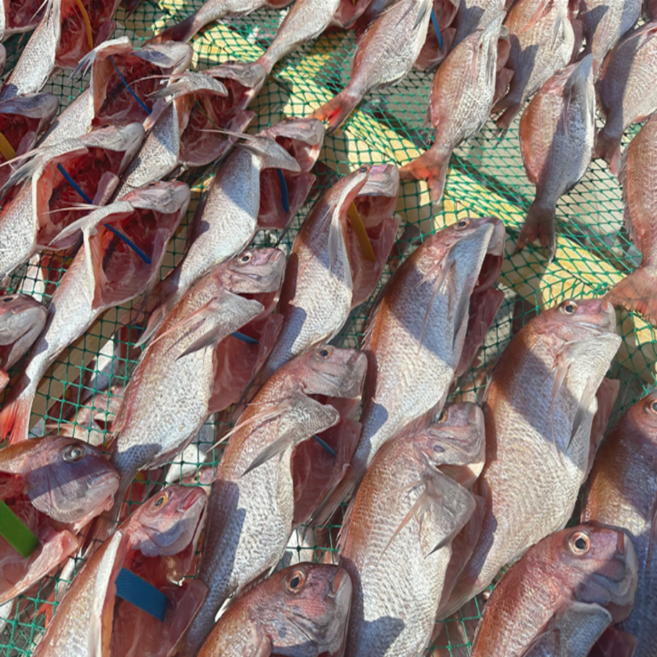 목포 산지직송 국내산 반건조 참돔, 1박스, 800g (3마리)