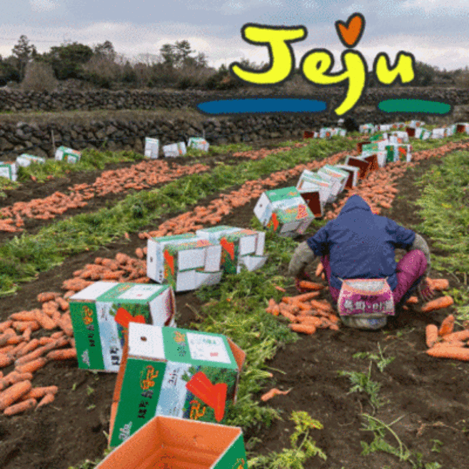 햇 당근 선별포장 신선농산물, 경남 햇당근 [ 상 10kg ], 1개