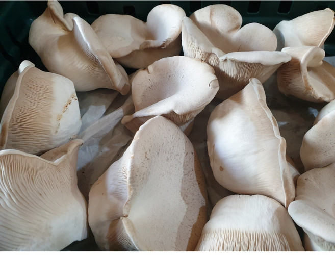 산지직송 설원버섯 황제버섯 비품 못난이 실속형 무농약, 1박스, 2kg