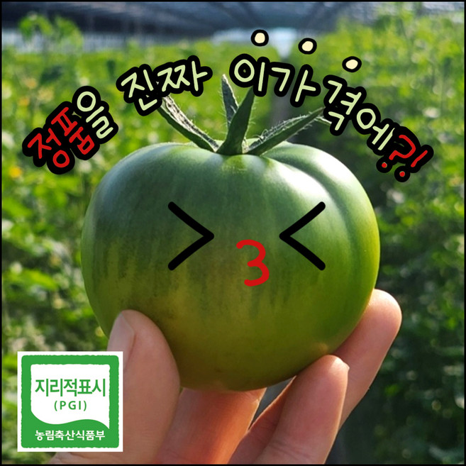 [초특가!] "정품" 대저 짭잘이토마토 2.5kg 소과 로얄과 중과 대과 산지직송 프리미엄 PGI / GAP인증 초록담다, 1개, [정품] 대저토마토 (중과 M) 2.5kg