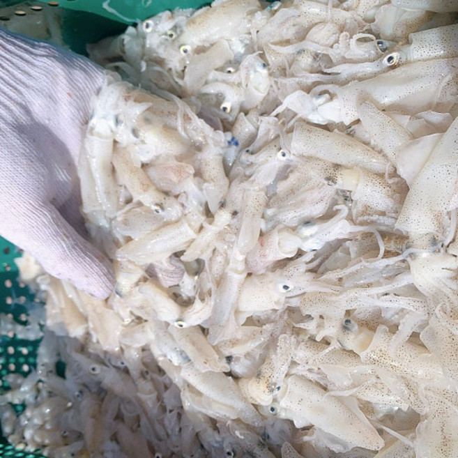 횟감 호래기 500g(50미-80 내외), 1개, 500g