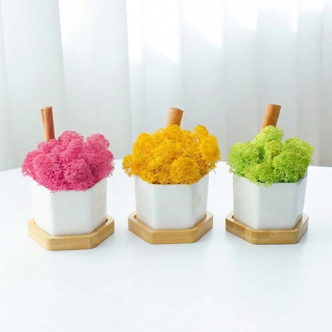 꽃순이 스칸디아모스 인테리어소품 공기정화식물 3색, 1세트