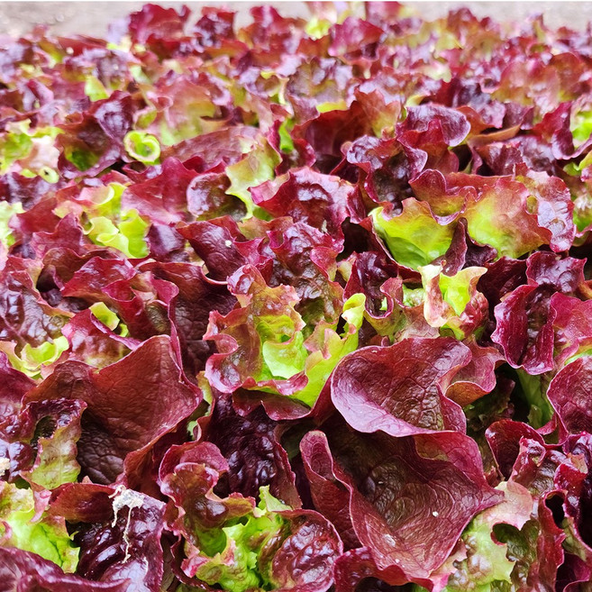 소울라인 꽃상추모종 20개세트 상추키워먹기 가장많이 먹는 맛있는 꽃상추, 1개