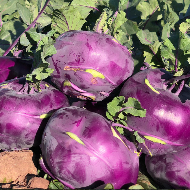 제주 콜라비 로얄과 콜리브리 특품 3대째 재배중, 1박스, 3kg