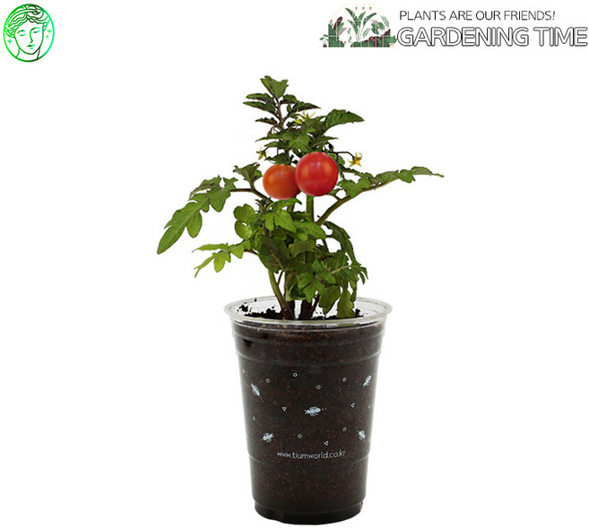 예스통상 <씨앗 식물 키우기 재배키트 50종> / 강낭콩키우기 토마토키우기 원예체험 텃밭가꾸기 새싹키우기, 02. 컵가든_방울토마토 단품