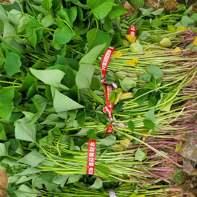 [26년모종] 2달한정 튼실한 꿀고구마 고구마순, 1박스, 1kg