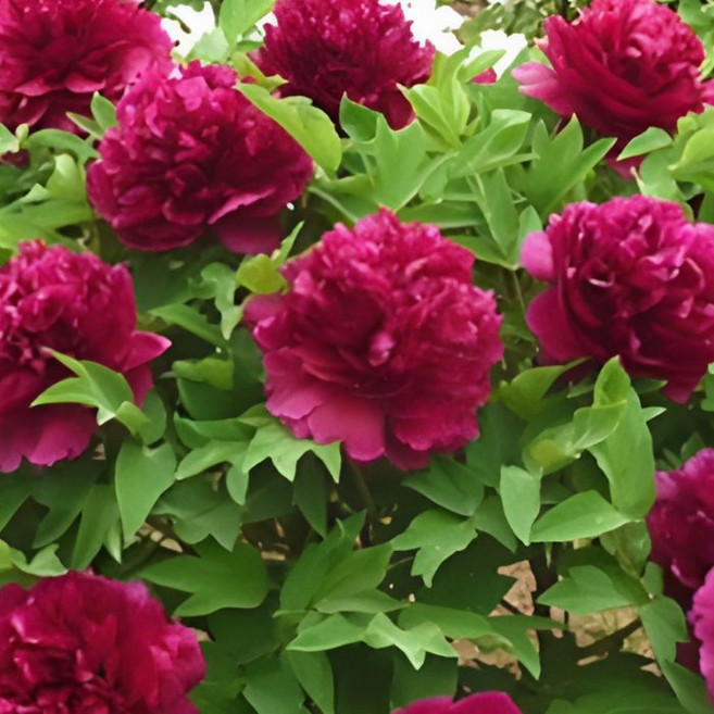 백원홍화 겹꽃 목단 나무 묘목 개화주 3지 모란 봄꽃 조경나무 (같이가치농원), 백원홍화 2-3지, 백원홍화 8, 1개