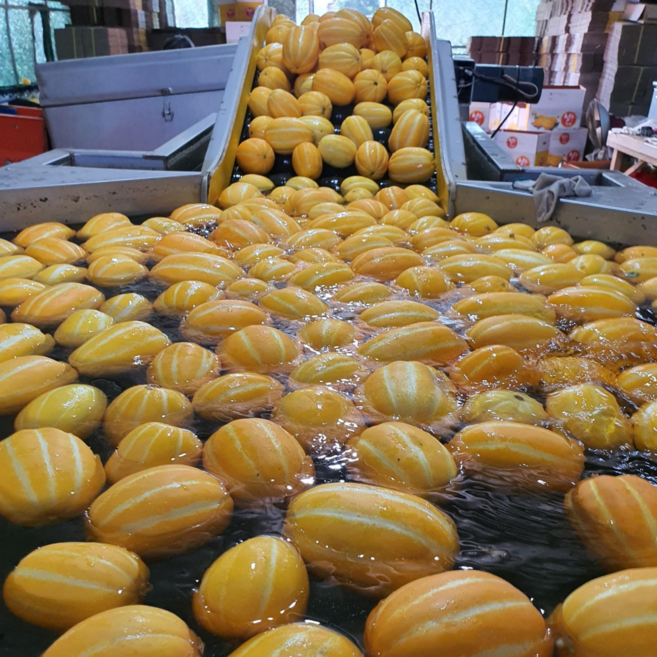 [기간한정특가] 성주 꿀 참외 못난이 가정용 (산지직송) 흠과, 10kg, 1박스