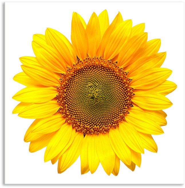 세잔느화실 인테리어 액자 황금 해바라기 골드 그림액자 두꺼비집 가리개 12.풍수 해바라기일러스트5, 골드액자, 24x24cm