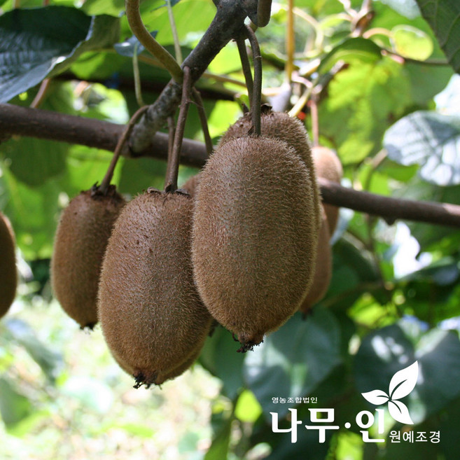 [나무인] 골드키위 2주 묶음(암나무1개+숫나무1개)
