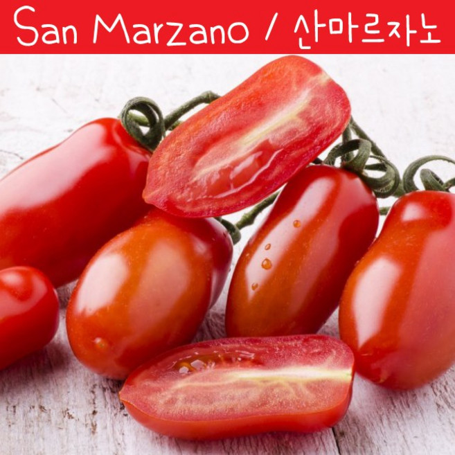 San Marzano 이탈리아 산마르자노 소스 토마토 희귀토마토 씨앗 교육 체험용, 1개