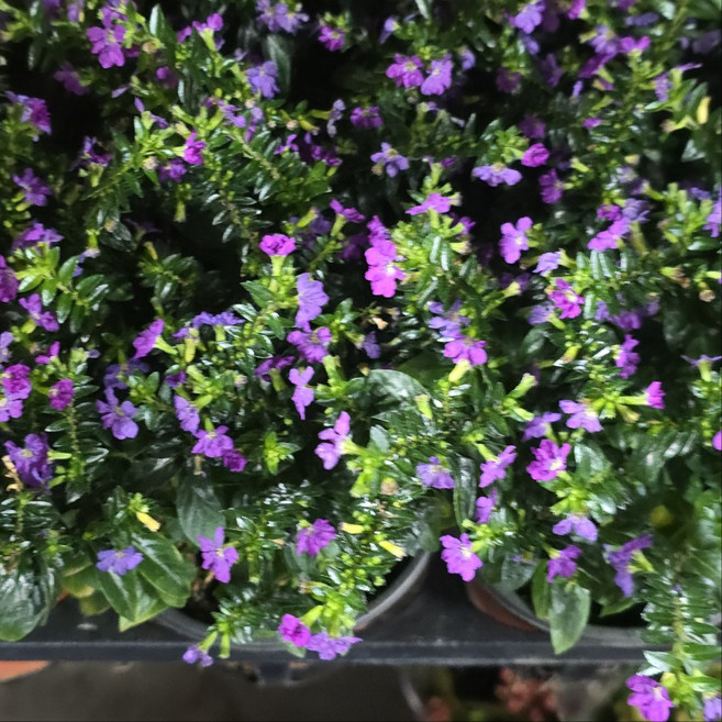 구피아 쿠페아 구피화 사계절꽃 겨울꽃 봄꽃 보라색꽃, 4개, 기본