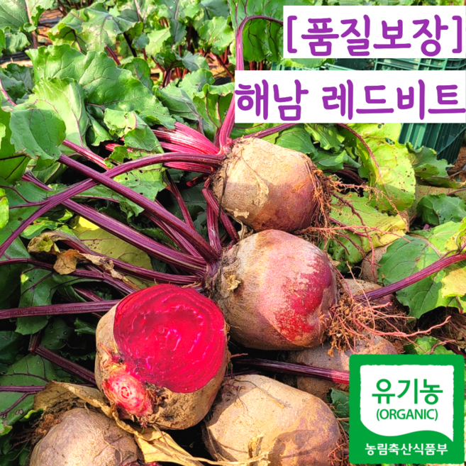 26년 국내산 햇 유기농 친환경 레드비트 생비트 알비트, 1개, 3kg