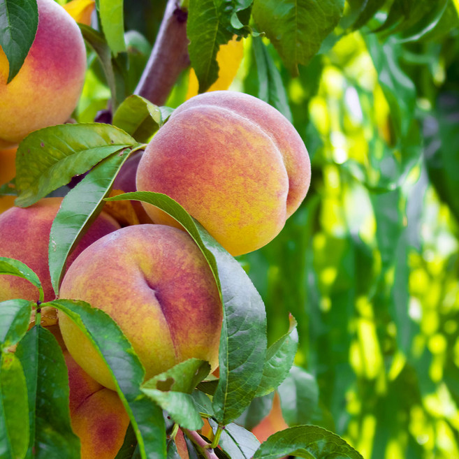 초특가 일등농수산 산지직송 딱딱이복숭아 아삭이복숭아, 1개, 4kg소사이즈