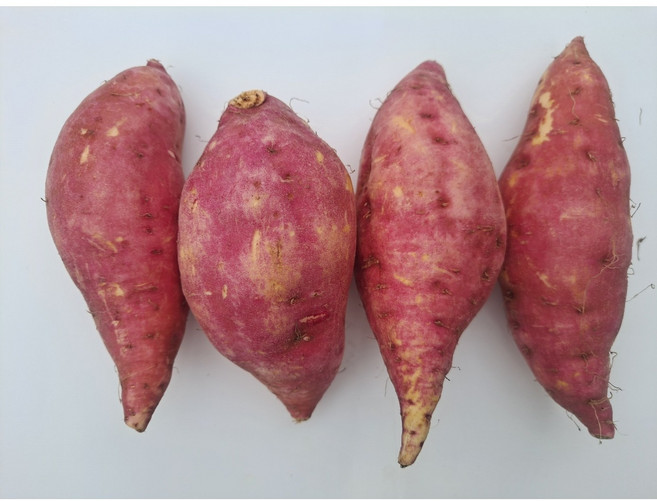 2위 - 품질엄선 세척 호풍미호박고구마, 1박스, 26년 햇호풍미고구마5kg(대)
