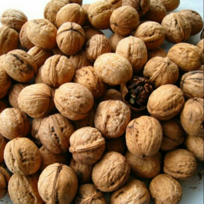 夏天小舖 美國加州帶殼核桃 600公克 未烘焙 優質點心, 1個