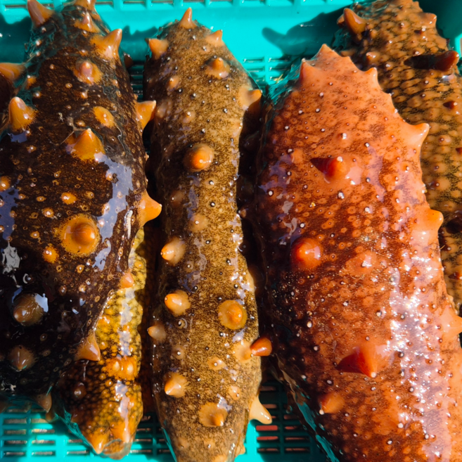 제철 활 해삼 당일조업 산지직송, 1박스, 자연산 활 해삼 500g