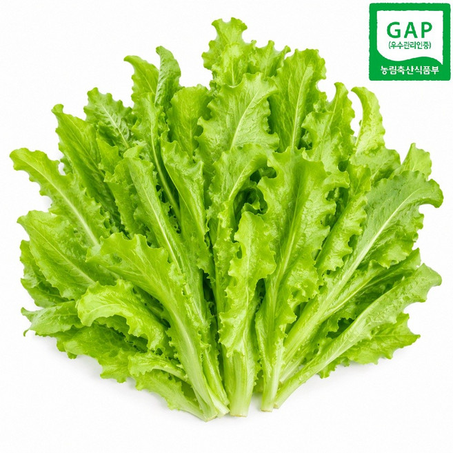 유러피안 샐러드 카이피라 생채소 프리미엄 샐러드 채소 산지직송, 1박스, 500g