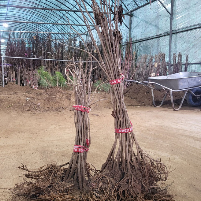 두릅나무 엄나무 접목구지뽕 오가피 벌나무 왕보리수 복분자 참가죽 오미자 마가목 황칠나무 등 다양한 약용수나무묘목, 1개, 토종 민오가피(가시없는 오갈피)2년생