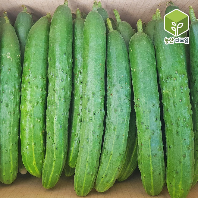 오이 취청오이 특 2kg (8-12개내외), 1개