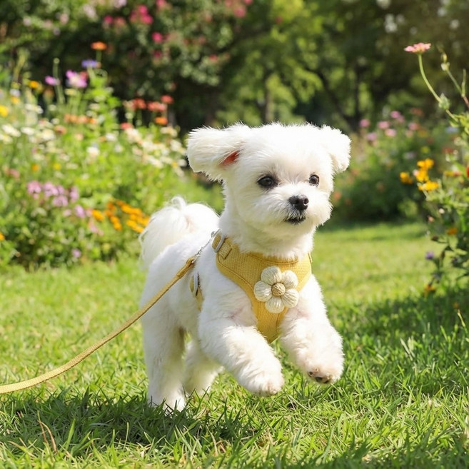 나래터 소형견 하네스 리드줄 세트 강아지 외출용, 1세트, 옐로우