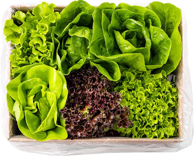 [봉채소] 친환경 무농약 아쿠아포닉스 GAP인증 유럽 샐러드, 1kg, 1개