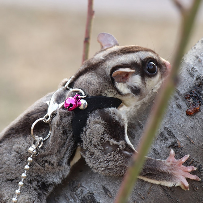 슈가 글라이더 키우기 꿀 가방 견인 로프 옷 나가다 로프 꿀 특수 다람쥐 분양 포치, 조끼 세 조각 견인 로프 검정, 1개