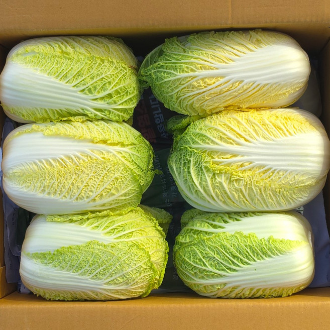 클릭마켓 알배추 알배기 배추, 12개, 500g