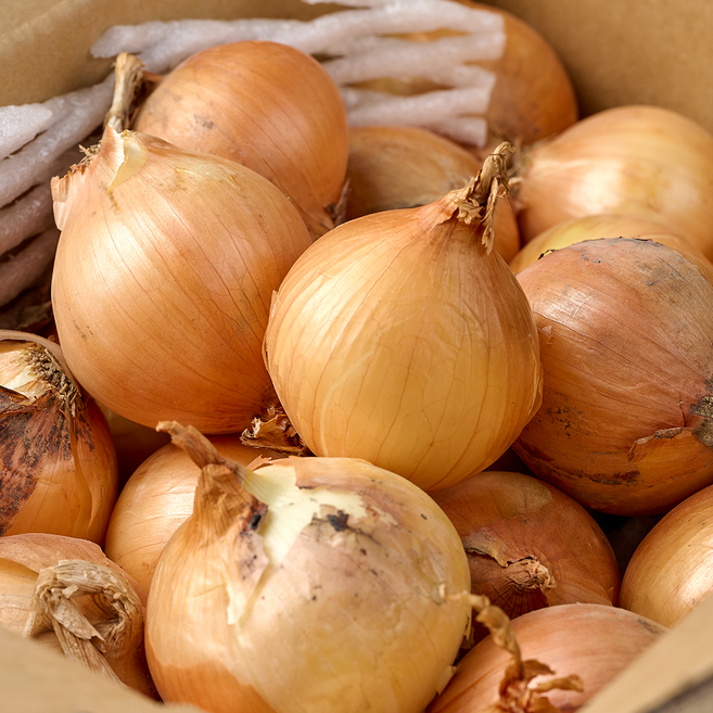 국내산 햇 양파, 1박스, 5kg 중