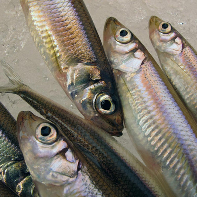 국내산 자연산 빙어 1kg 도리뱅뱅재료 꿀맛컴퍼니, 1개