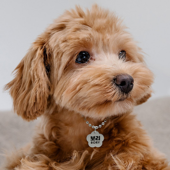 강아지 고양이 인식표 이름표 목걸이, 1개, 실버