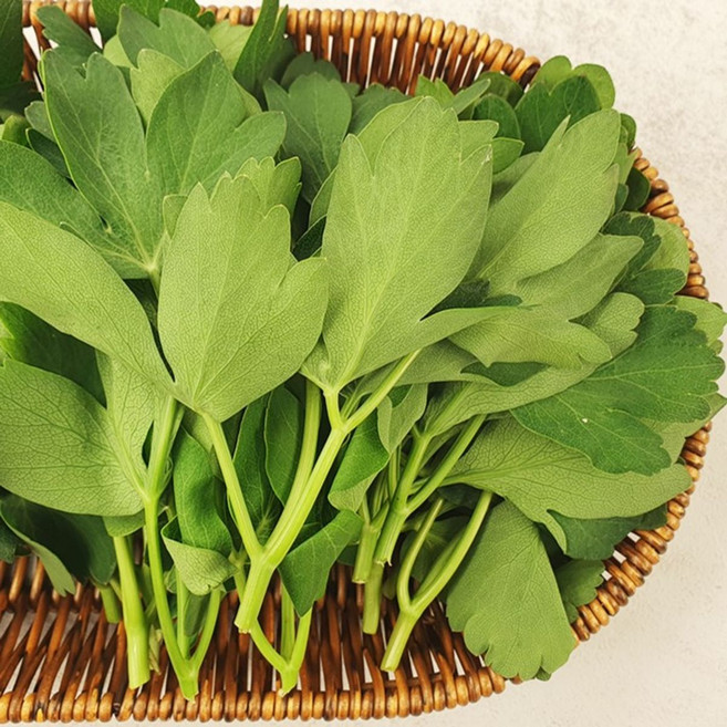 다온프레시 햇수확 방풍나물 봄나물 방풍잎, 1개, 500g