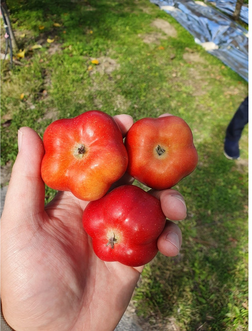 영주 별사과 가을스타 미니사과 정품 선물용 1kg 소 중 대, 선물용 특품 20과 2.4kg, 1세트