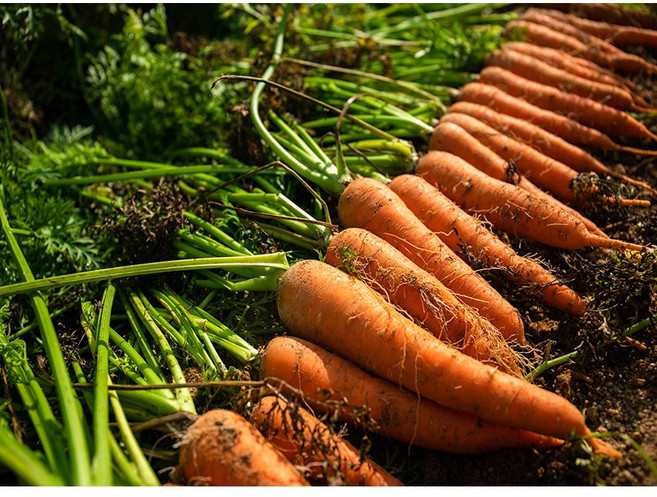 국내산 햇당근 국내산 흙당근, 한개(150~200g), 1개