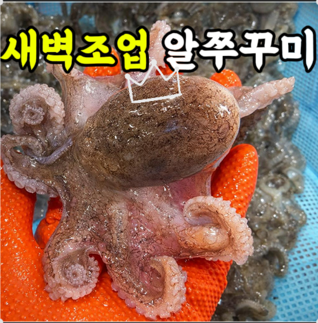[당일조업] 국내산 알배기 캠핑 활쭈꾸미, 1박스, 2kg