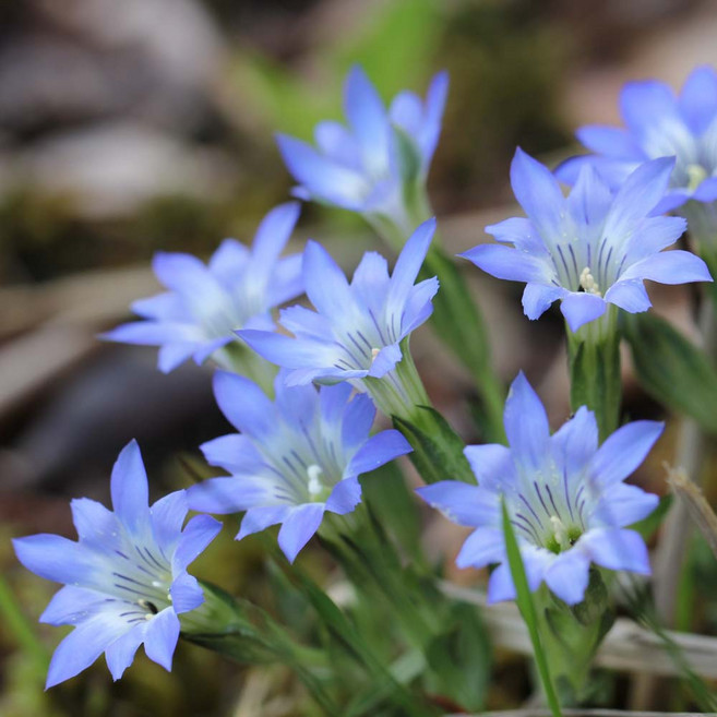 [가든조아] 하늘용담 블루마운틴 15cm 포트 야생화, 3개