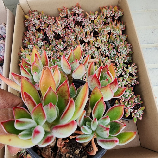 [해뜰다육] 부용(중) 다육식물 선인장