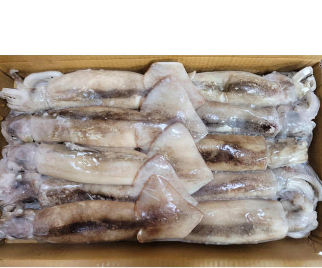 [미쓰리푸드마켓]오징어 베이트 육동 3KG 9-11마리 수입 통오징어 업소용 마트용, 1개