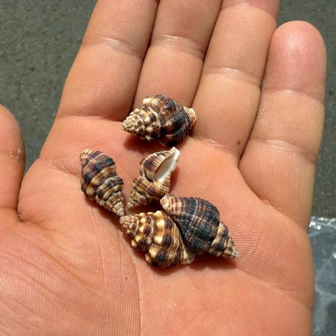 작은미니 소라게껍질 1.5-2CM 5개입, 1개, 브라운화이트