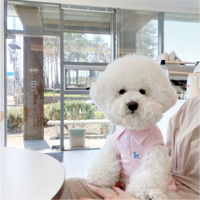 크레용펫 PK 카라 티셔츠 베이직한 데일리 산책룩 폴로 감성 데일리웨어, 네이비, 1개